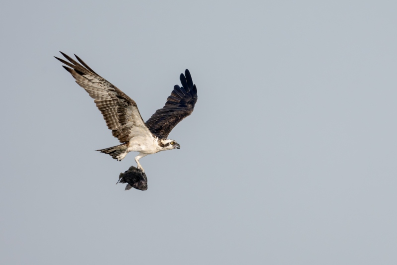 Osprey-3200-with-Black-Crappie-_DSC2583-Indian-Lake-Estates-FL-Enhanced-NR