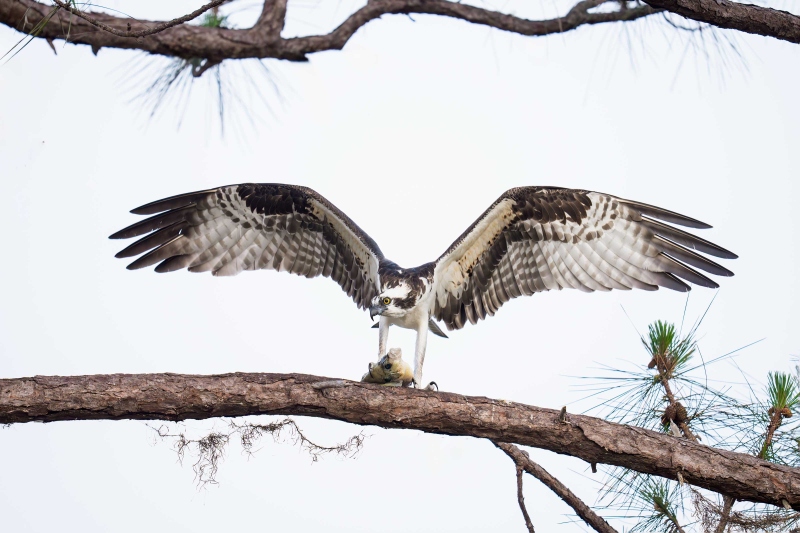 Osprey-3200-with-fresh-caught-crappie-_DSC5800-Indian-Lake-Estates-FLA-Enhanced-NR