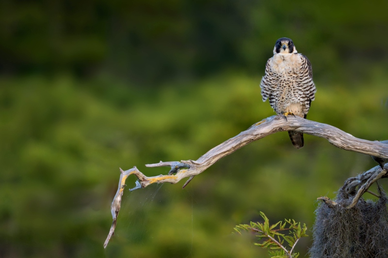 Peregrine-3200-on-perch-_DSC2764-Lake-Blue-Cypress-FLA-Enhanced-NR