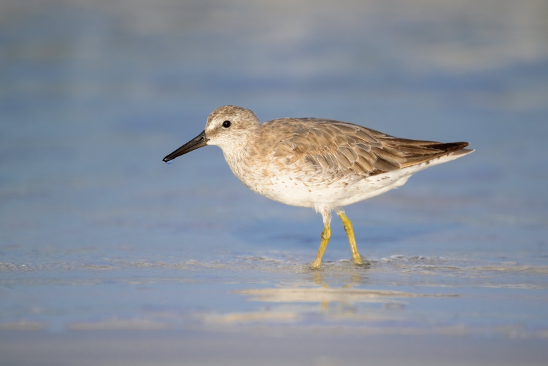 Red-Knot-3200-Matt-Milnes-_NZ90511-Fort-DeSoto-Park-FL-Enhanced-NR