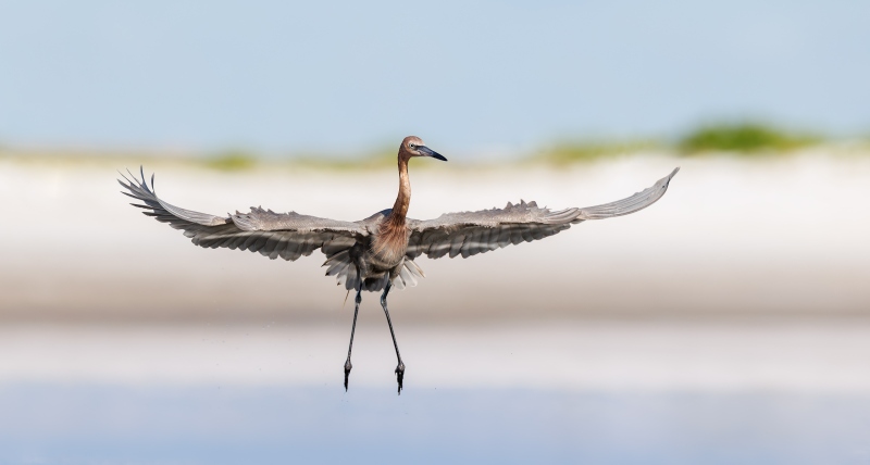 Reddish-Egret-3200-MISHA-dancing-MISHA-_5II2105.JPG_Fort-De-Soto_MV-Enhanced-NR