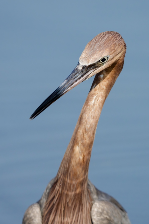 Reddish-Egret-3200-intent-on-hunting-_DSC8445-Indian-Lake-Estates-FL-Enhanced-NR