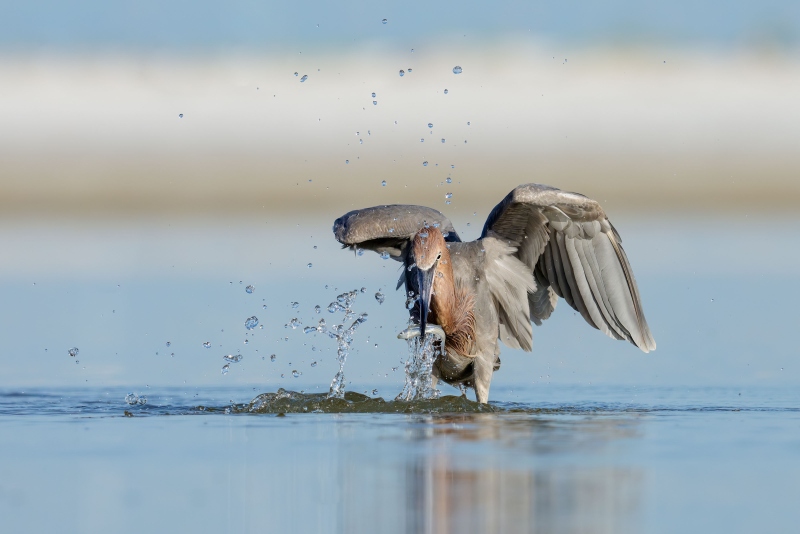 Reddish-Egret-3200-with-silversides-_DSC7242-Fort-DeSoto-Park-Tierra-Verde-FL-Enhanced-NR