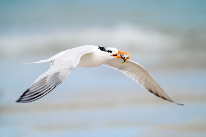 Roay-Tern-3200-with-baitfish-for-chick-_A938076-Huguenot-Memorial-Park-Jacksonville-FL-Enhanced-NR
