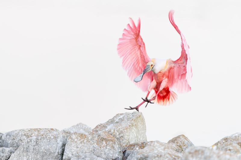Roseate-Spoonbill-3200-landing-Judy-Step-_O7A5613-Stick-Marsh-Fellsmere-FL-Enhanced-NR