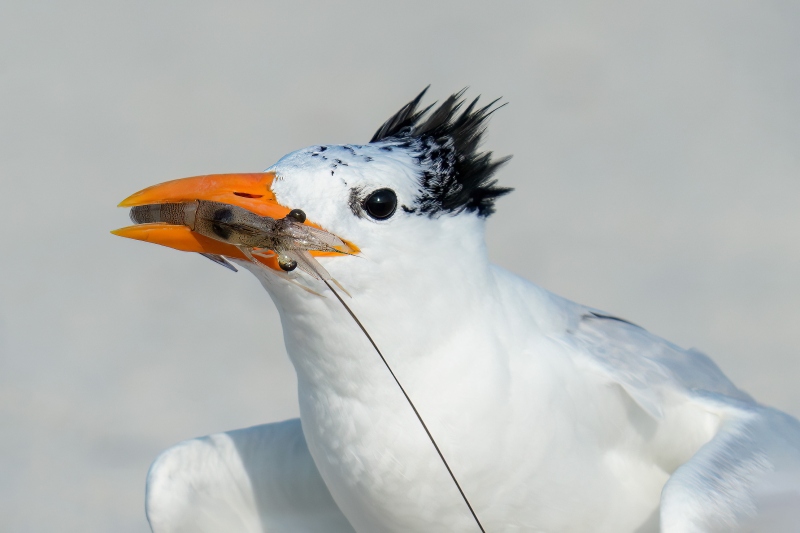 Royal-Tern-2300-with-shrimp-for-chick-_DSC1869-Huguenot-Memorial-Drive-Jacksonville-FL-Enhanced-NR