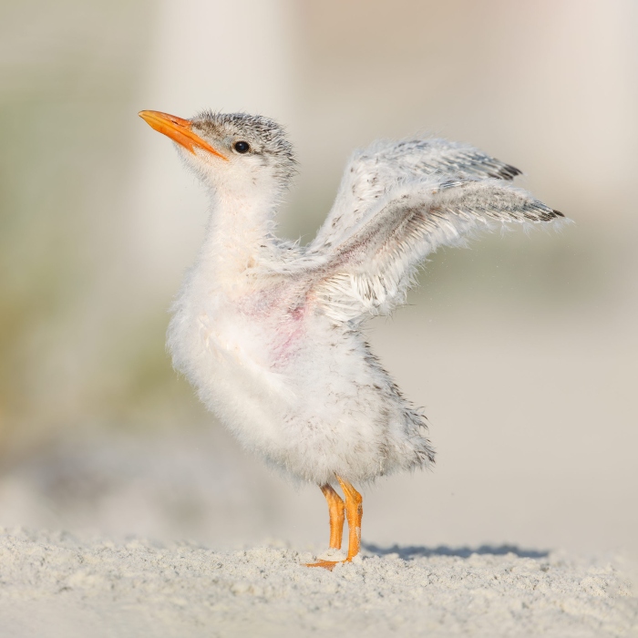 Royal-Tern-2400-VASILI-chick-withwings-raised-_L8A4855-Huguenot-Memorial-Drive-Jacksonville-FL-Enhanced-NR
