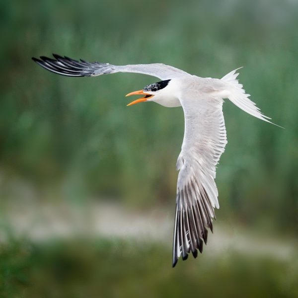 Royal-Tern-2400-calling-in-flight-_DSC3667-Huguenot-Memorial-Park-Jacksonville-FL-Enhanced-NR