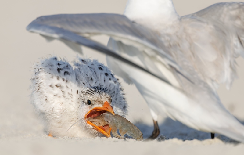 Royal-Tern-3200-VASILI-chick-with-jumbo-shrimp-_L8A5114-Huguenot-Memorial-Drive-Jacksonville-FL-Enhanced-NR