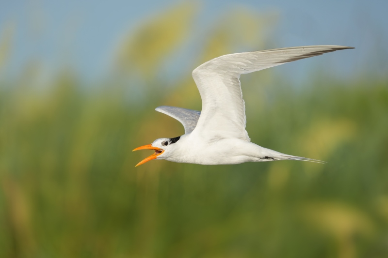Royal-Tern-3200-calling-in-flight-_DSC1408-Huguenot-Memorial-Drive-Jacksonville-FL-Enhanced-NR