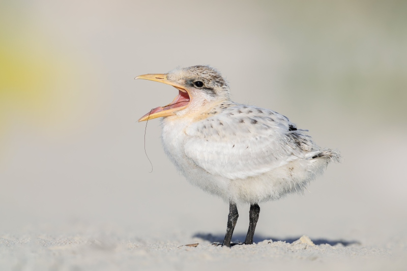 Royal-Tern-3200-chick-VASILI-_L8A7065-Huguenot-Memorial-Drive-Jacksonville-FL-Enhanced-NR