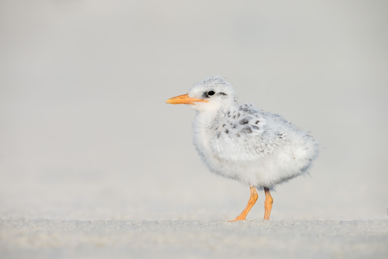 Royal-Tern-3200-chick-on-berm-_DSC4824-Huguenot-Memorial-Drive-Jacksonville-FLA-Enhanced-NR
