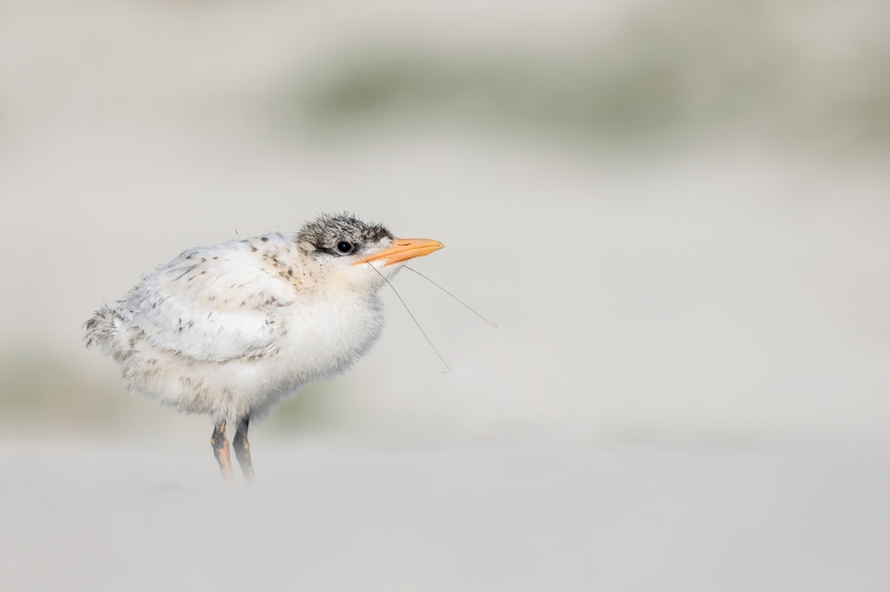 Royal-Tern-3200-chick-with-shrimp-antennae-sticking-out-_DSC0442-Huguenot-Memorial-Drive-Jacksonville-FL-Enhanced-NR
