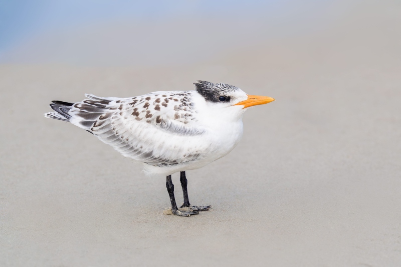 Royal-Tern-3200-fledged-chick-on-beach-_A933552-Huguenot-Memorial-Park-Jacksonville-FL-Enhanced-NR