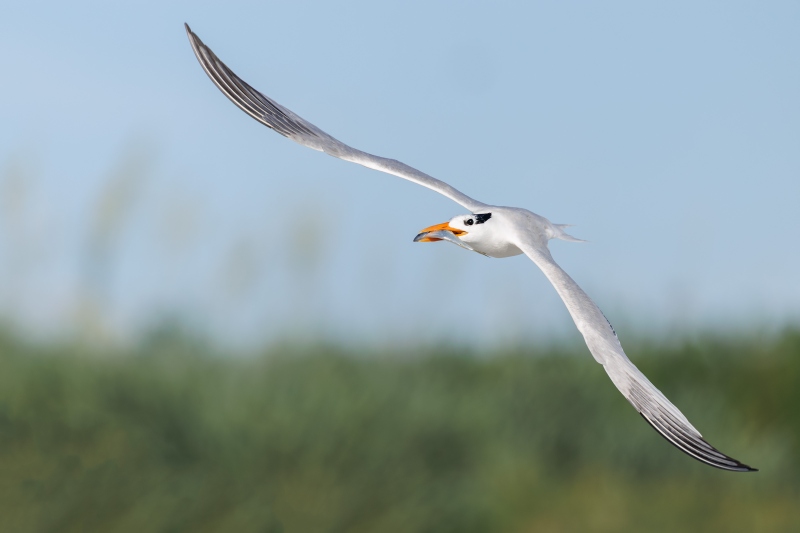 Royal-Tern-3200-in-flight-with-fish-VASILI-_L8A2136-Huguenot-Memorial-Drive-Jacksonville-FLA-Enhanced-NR