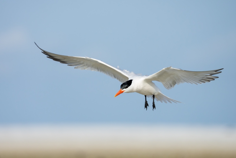 Royal-Tern-3200-incoming-flight-