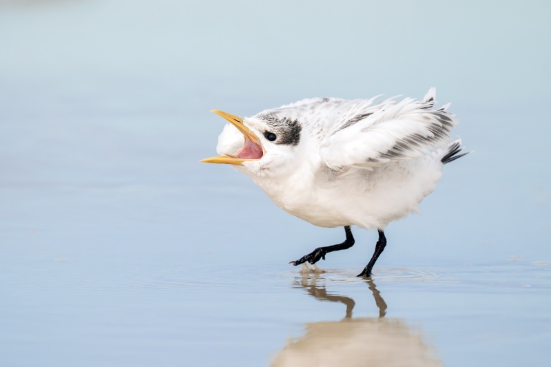 Royal-Tern-3200-large-chick-begging-_A933033-Huguenot-Memorial-Park-Jacksonville-FL-Enhanced-NR