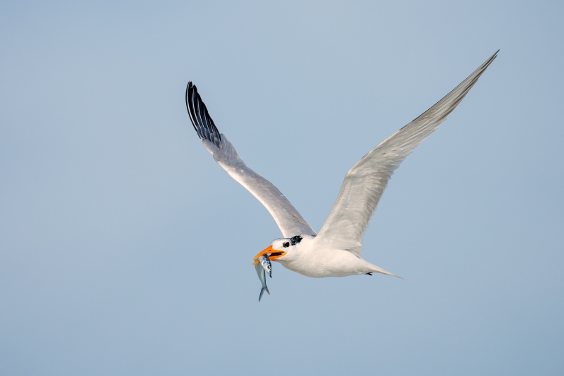 Royal-Tern-3200-w-Spanish-Mackeral-_DSC2128-Huguenot-Memorial-Drive-Jacksonville-FL-Enhanced-NR