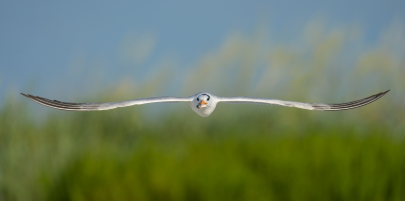Royal-Tern-3200-w-butterfish-_DSC1615-Huguenot-Memorial-Drive-Jacksonville-FL-Enhanced-NR