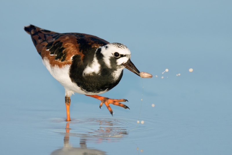 Ruddy-Turnstone-3200-in-breeding-plumage-with-tiny-mullosk-_DSC6263-Indian-Lake-Estates-FL-Enhanced-NR