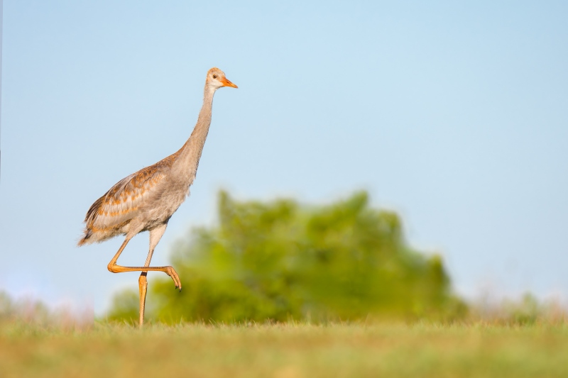 Sandhill-Crane-3200-8-week-old-colt-_DSC9901-Indian-Lake-Estates-FL-Enhanced-NR