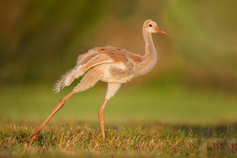 Sandhill-Crane-3200-8-week-old-colt-stertchiing-one-wing-_DSC4607-Indian-Lake-Estates-FL-Enhanced-NR