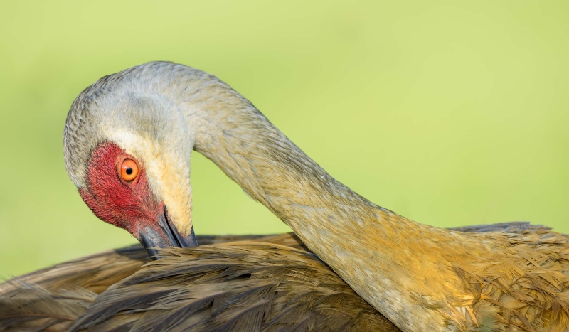 Sandhill-Crane-3200-adult-preening-back-_DSC9911-Indian-Lake-Estates-FL-Enhanced-NR