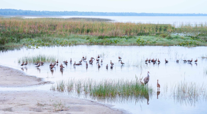 Sandhill-Crane-3200-adult-with-two-small-colts-F-flock-of-Black-bellied-Whislting-Ducks-_DSC2978-Indian-Lake-Estates-FL-Enhanced-NR