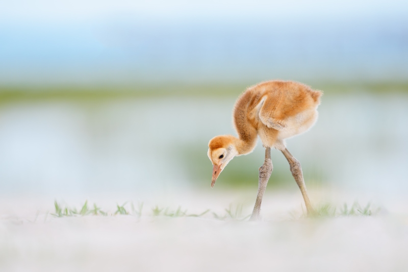 Sandhill-Crane-3200-chick-in-heaven-_DSC1720-Indian-Lake-Estates-FL-Enhanced-NR