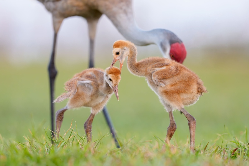 Sandhill-Crane-3200-chicks-squabbling-_DSC5063-Indian-Lake-Estates-FL-Enhanced-NR