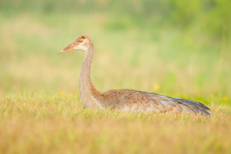 Sandhill-Crane-3200-colt-about-11-weeks-old-_DSC4157-Indian-Lake-Estates-FL-Enhanced-NR