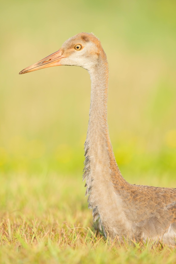 Sandhill-Crane-3200-colt-about-11-weeks-old-_DSC4281-Indian-Lake-Estates-FL-Enhanced-NR