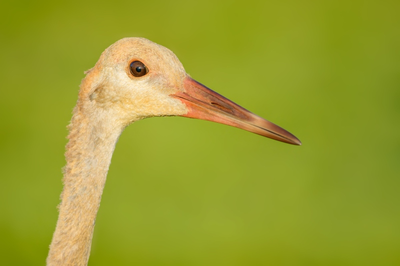 Sandhill-Crane-3200-colt-about-4-months-old-_DSC5925-Indian-Lake-Estates-FL-Enhanced-NR