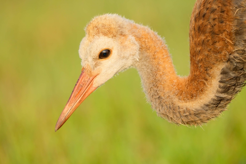 Sandhill-Crane-3200-colt-about-8-weeks-old-_DSC3860-Indian-Lake-Estates-FL-Enhanced-NR