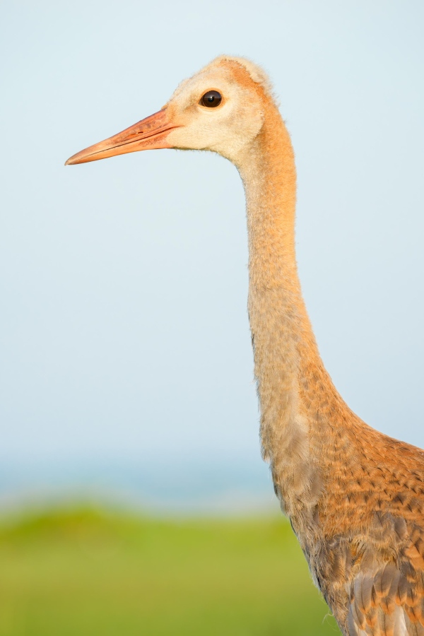 Sandhill-Crane-3200-colt-about-9-weeks-old-_DSC6007-Indian-Lake-Estates-FL-Enhanced-NR