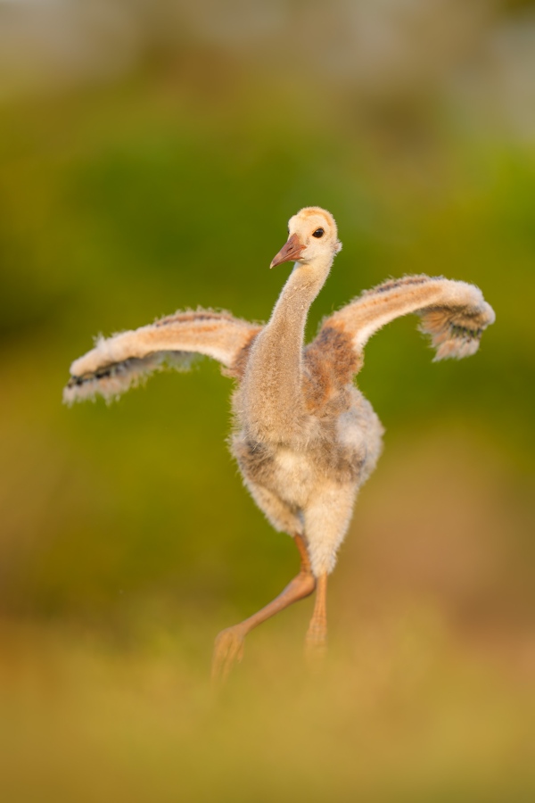 Sandhill-Crane-3200-colt-above-5-weeks-old-_DSC4558-Indian-Lake-Estates-FL-Enhanced-NR