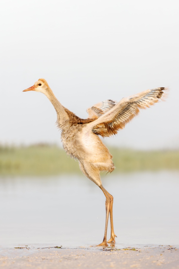 Sandhill-Crane-3200-colt-flapping-MISHAEL-1600_151__D5A6520.JPG_IndianLakeEstates_MV-Enhanced-NR