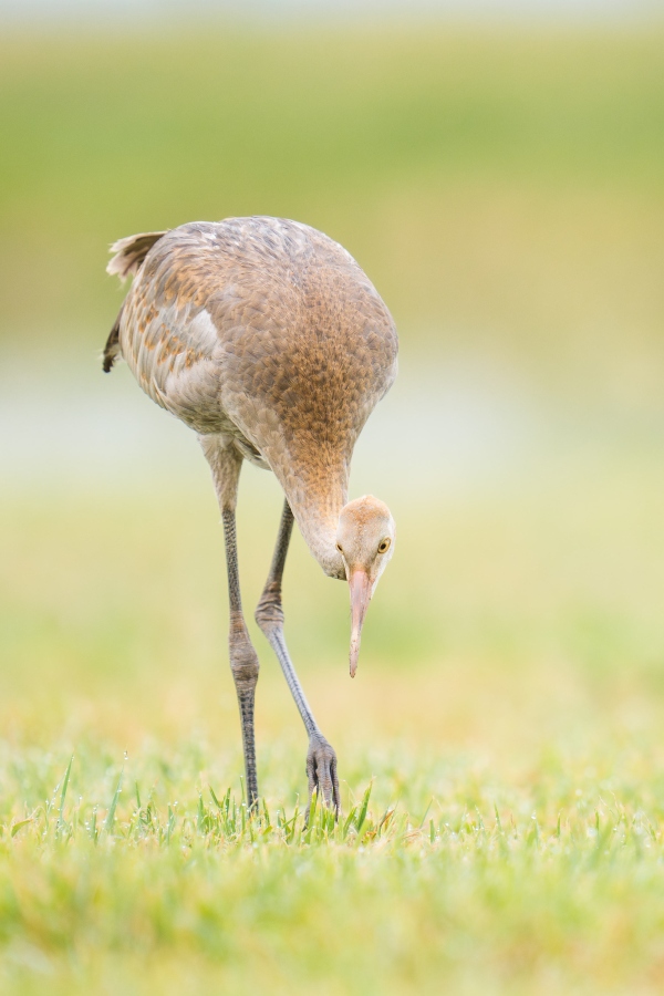 Sandhill-Crane-3200-colt-hunting-for-bugs-_DSC3952-Indian-Lake-Estates-FL-Enhanced-NR