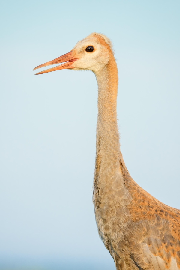 Sandhill-Crane-3200-colt-sky-background-_DSC5872-Indian-Lake-Estates-FL-Enhanced-NR