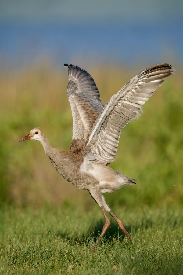 Sandhill-Crane-3200-colt-strengthening-wings-while-running-_DSC8515-Indian-Lake-Estates-FL-Enhanced-NR