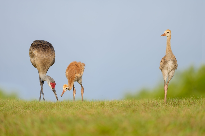 Sandhill-Crane-3200-feeding-one-of-two-chicks-_DSC2602-Indian-Lake-Estates-FL-Enhanced-NR
