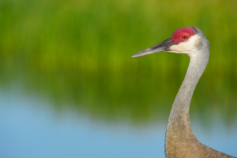 Sandhill-Crane-3200-head-and-neck-with-marsh-background-_DSC5776-Indian-Lake-Estates-FL-Enhanced-NR