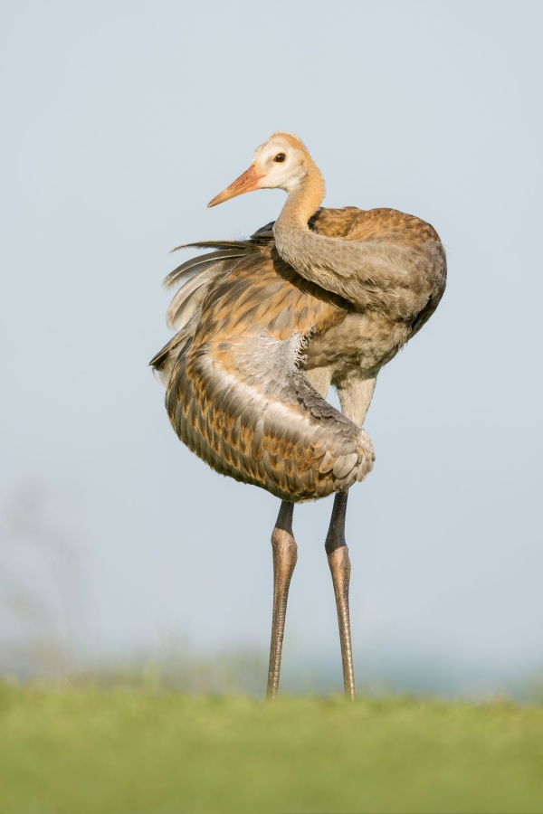 Sandhill-Crane-3200-large-colt-stretching-one-wing