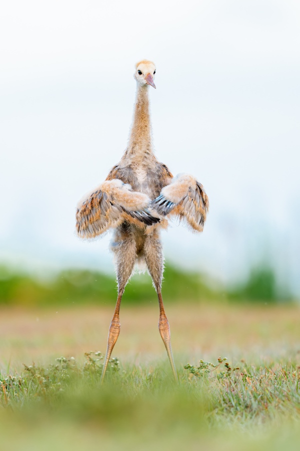 Sandhill-Crane-3200-small-colt-flapping-wings-_DSC6267-Indian-Lake-Estates-FL-Enhanced-NR