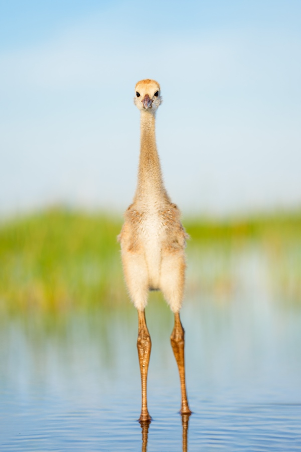 Sandhill-Crane-3200-small-colt-in-lake-staring-_DSC7173-Indian-Lake-Estates-FL-Enhanced-NR