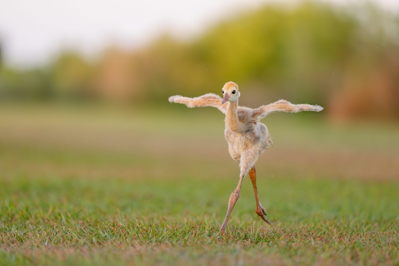 Sandhill-Crane-3200-small-colt-running-_DSC5517-Indian-Lake-Estates-FL-Enhanced-NR