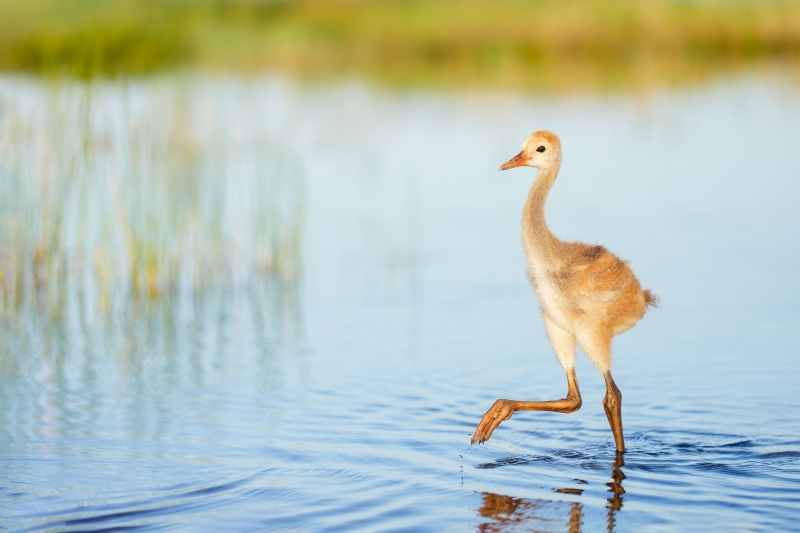 Sandhill-Crane-3200-small-colt-striding-in-lake-_DSC7122-Indian-Lake-Estates-FL-Enhanced-NR