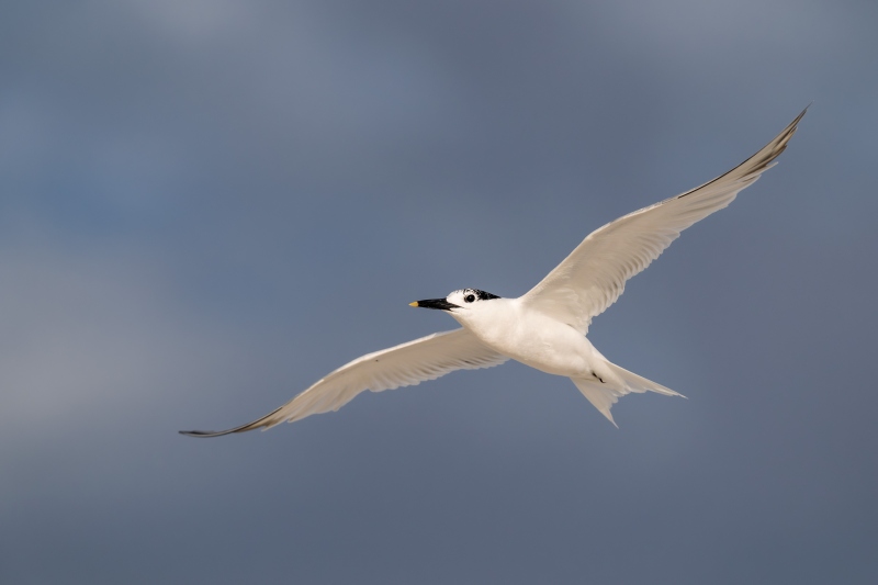 Sandwich-Tern-3200-adult-in-flight-_A934670-Huguenot-Memorial-Park-Jacksonville-FL-Enhanced-NR
