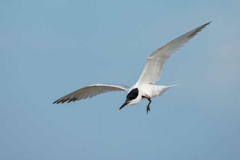 Sandwich-Tern-3200-scratching-in-flight-_DSC6264-Fort-DeSoto-Park-FL-Enhanced-NR