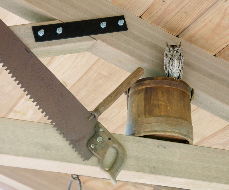 Screech-Owl-3200-on-wooden-bucket-_DSC6972-Bok-Tower-Gardens-Lake-Wales-FL-Enhanced-NR